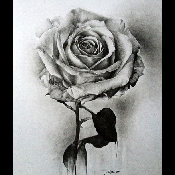 Free Rose Flower Drawing Download Free Clip Art Free Clip