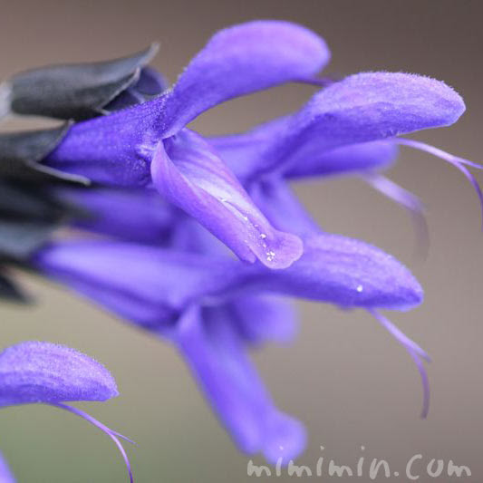 サルビア ガラニチカ 花の写真 花言葉 みみみんブログ