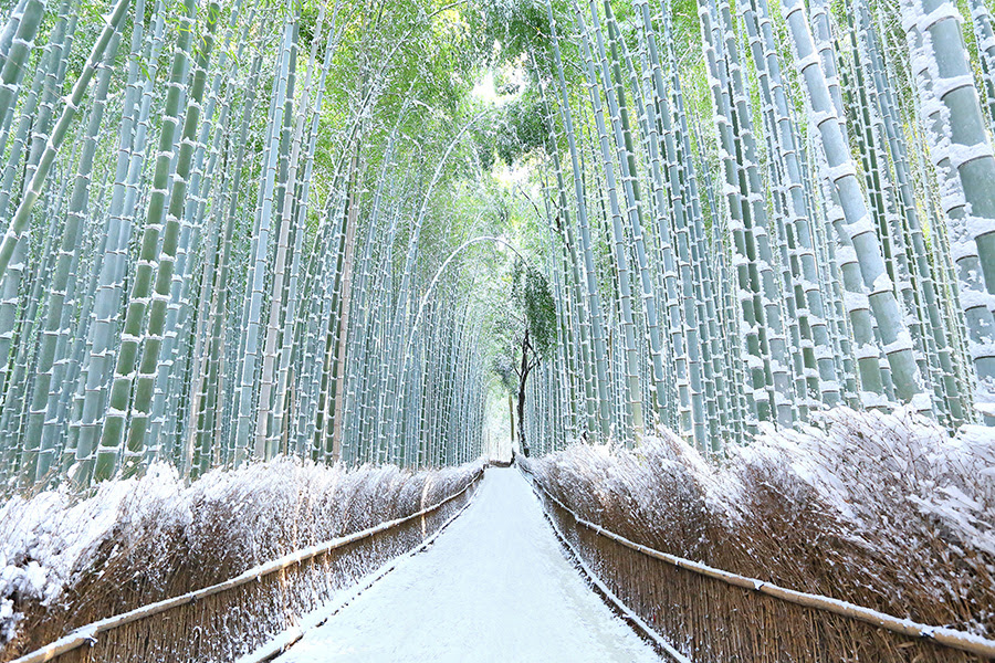 京都の雪景色ガイド