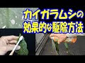 70以上 カイガラムシ 駆除方法 306549-梅の木 カイガラムシ 駆除方法