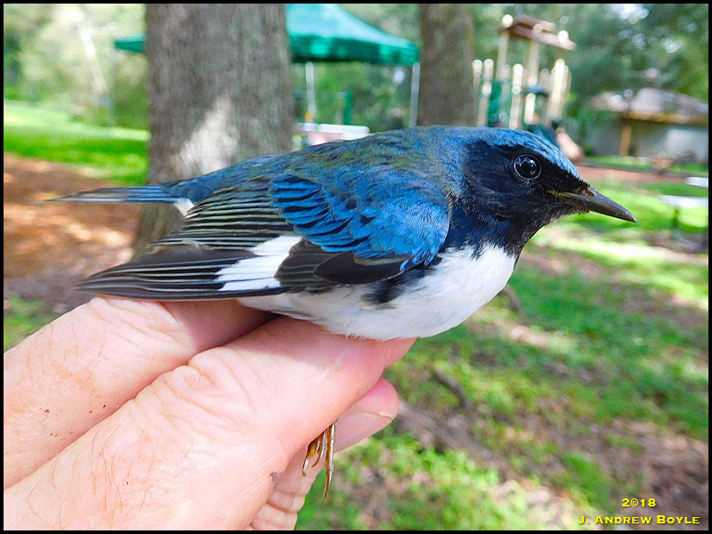Black-throated Blue Warbler