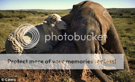 Bayi Gajah dan Domba