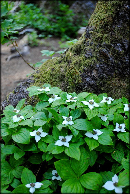 Bald Mountain Loop - Mt Hood
