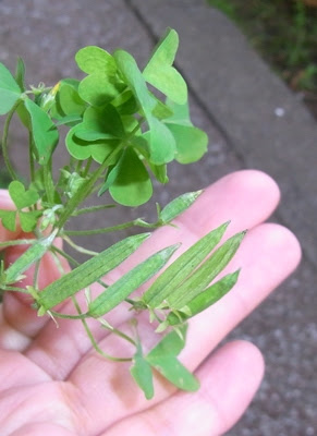 この雑草には要注意 O とっとこマルチーズ