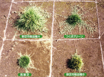 つくばグリーン 株式会社酒寄造園