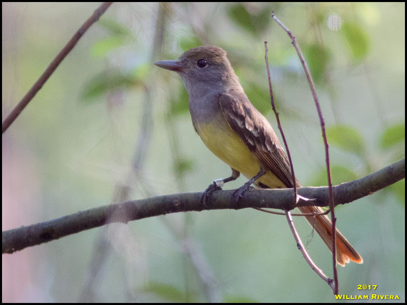 Great-crested Flycatcher