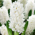 What Color Is Hyacinth : Hyacinth hd wallpapers, desktop and phone wallpapers.