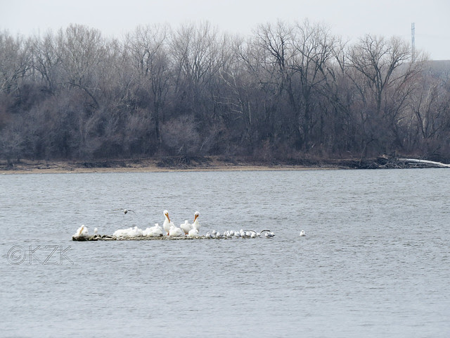 IMG_0797cps American White Pelicans