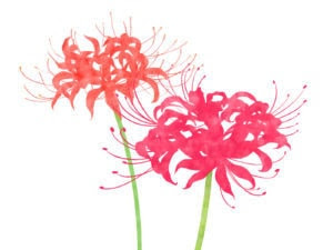 信州花暦 ルクリア 篠ノ井有線放送