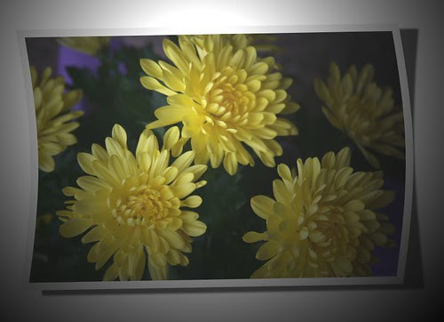 flowerphotolights