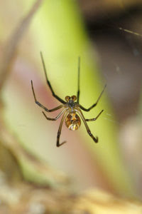 Black Widow Spiders Eat Their Mate - True or False? - Jake ...