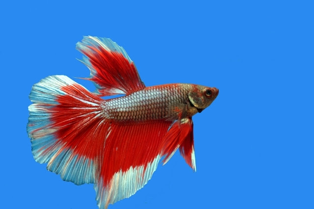 半月を探して 美しい鰭を持つベタ ハーフムーン 熱帯魚 アクアリウム情報マガジン