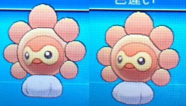 ポワルン 色違いに釘付け