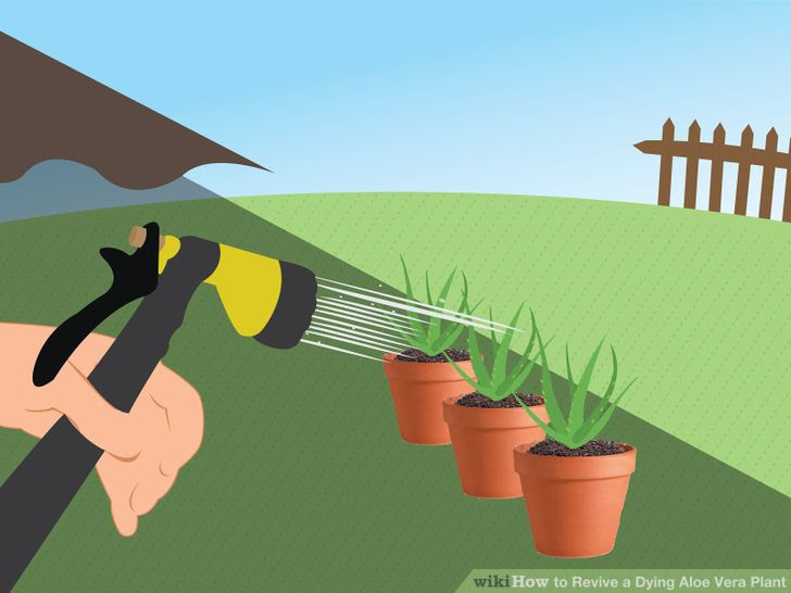 Revive a Dying Aloe Vera Plant Step 13.jpg