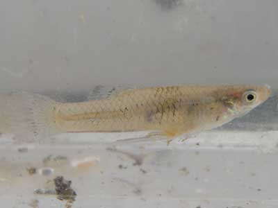 児島湖と児島湖流域の生物