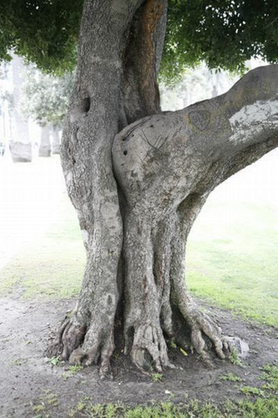 Tree Porn (12  pics)