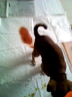 犬達のｓｏｓ 子犬のパルボウイルスの治療法 ごめんね 愛媛県動物愛護センターから引き出した子犬達の一斉嘔吐下痢はパルボ感染 隔離して とミーママさんや田さんに言われたのに 二次感染させ死なせてしまった空豆君の兄弟達 海さんがまだ寒空に残る子犬一匹と母犬