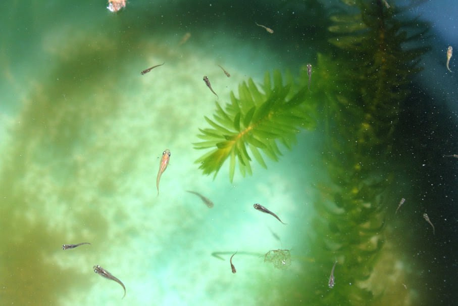 メダカの稚魚の育て方 赤ちゃん針子から幼魚まで簡単な飼育法 睡蓮鉢ビオトープでメダカを飼おう
