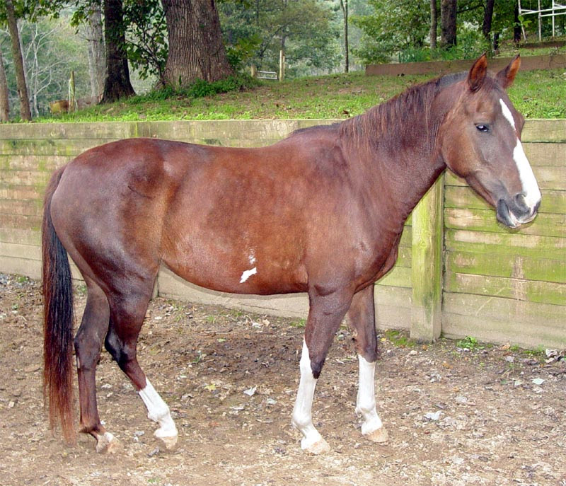 jewel 1996
