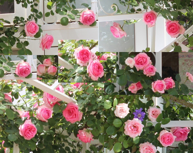 京成バラ園へ行って参りました 薔薇の森
