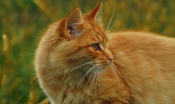 Rusetfur: Warrior