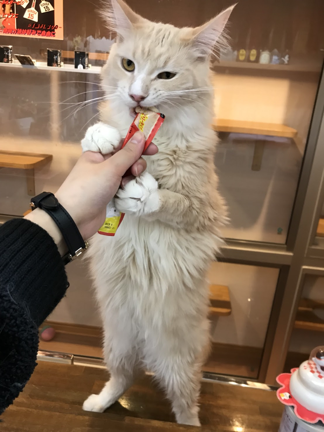 メインクーンのコウガ君は ネコカフェまねき猫