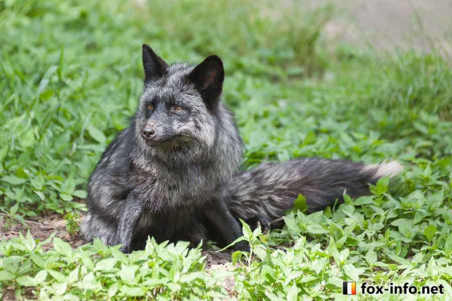 ギンギツネ キツネコラム キツネ写真館