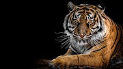 25+ Tigre Wallpaper 4K