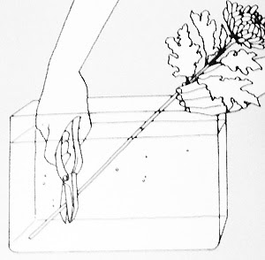 切り花を長く楽しむ為の水揚げ方法と管理方法 長崎のフラワーデザイナーaki S Blog