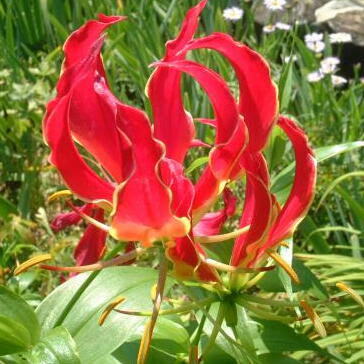 グロリオサとは ヤサシイエンゲイ