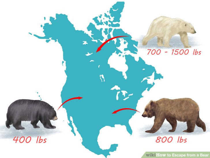 Escape from a Bear Step 8.jpg