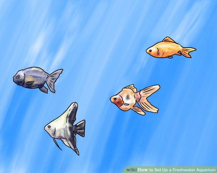 Set up a Freshwater Aquarium Step 9 Version 2.jpg