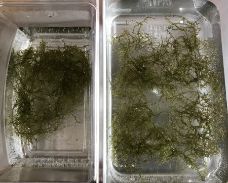ウィローモスリベンジ 炭酸水で育ちやすいのかもう一度確かめます えびrock