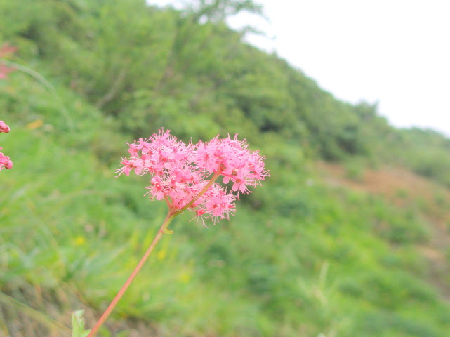 高原山麓の花図鑑