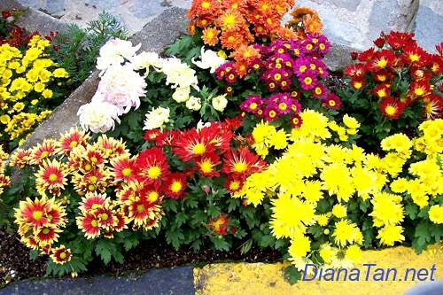 chrysanthemum flowers in Genting Highlands.