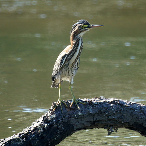 Green Heron
