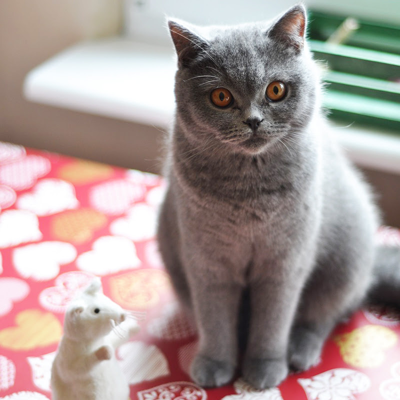 全国 記念品 安西 グレー 猫 キャラクター I Marusho Jp