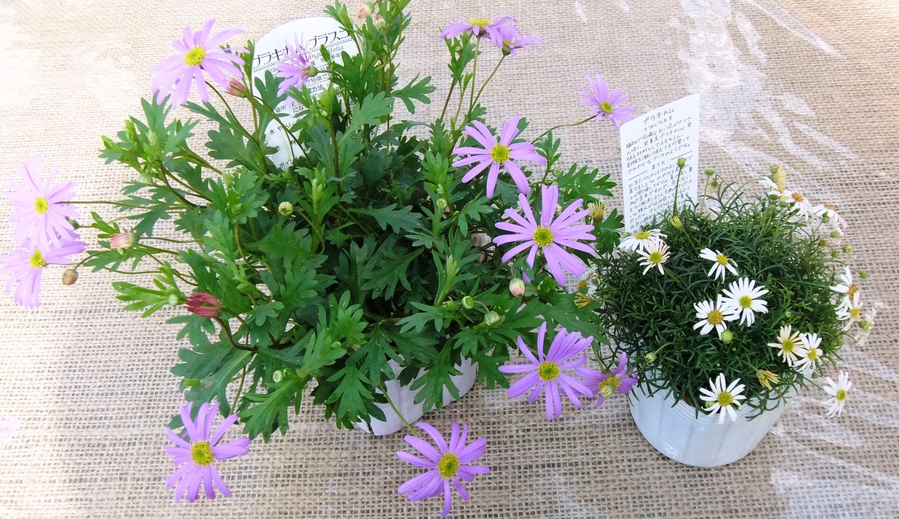 どちらもキク科の植物なんです ここちゃん通信
