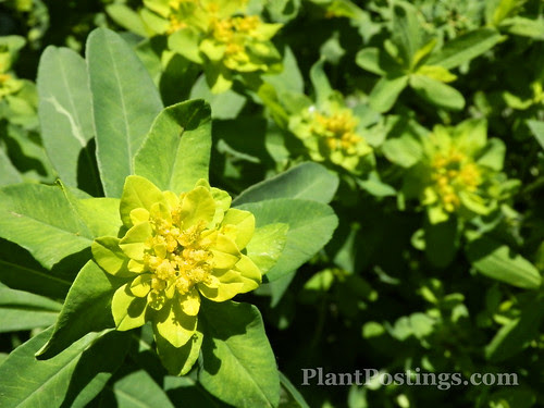 euphorbia
