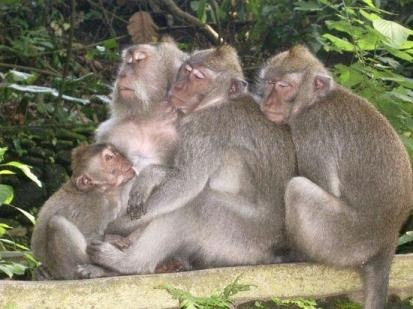 Objek Wisata Alas Kedaton - Monkey forest