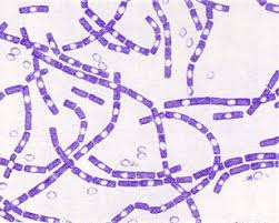 The cells have characteristic