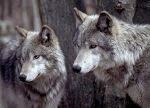 lobos2.bmp