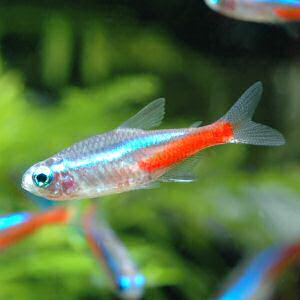 熱帯魚 難病の坂道