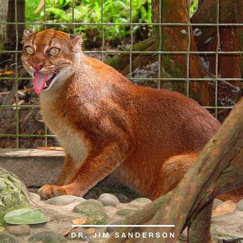 hewan langka  indonesia  terancam punah  wajib dilindungi