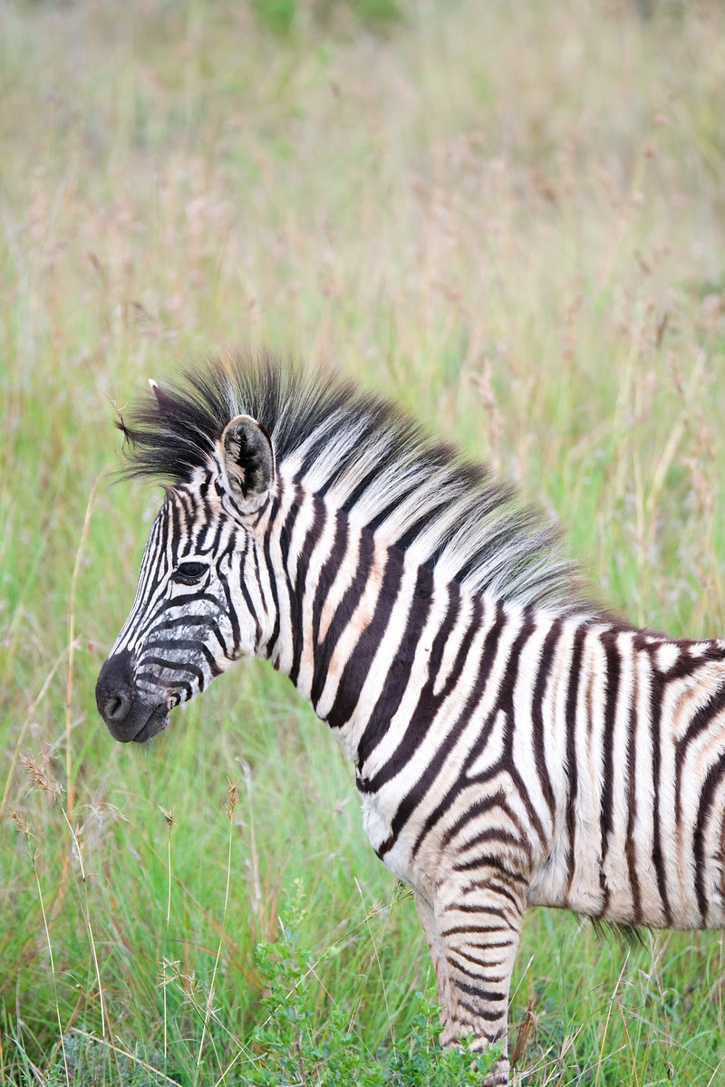 Zebra on Durban Safari 