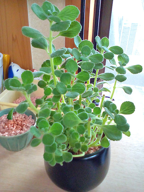 アロマティカスの記録メモ ささやかなうちの植物メモ