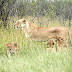 What Animals Species Will The Male Kill Their Young