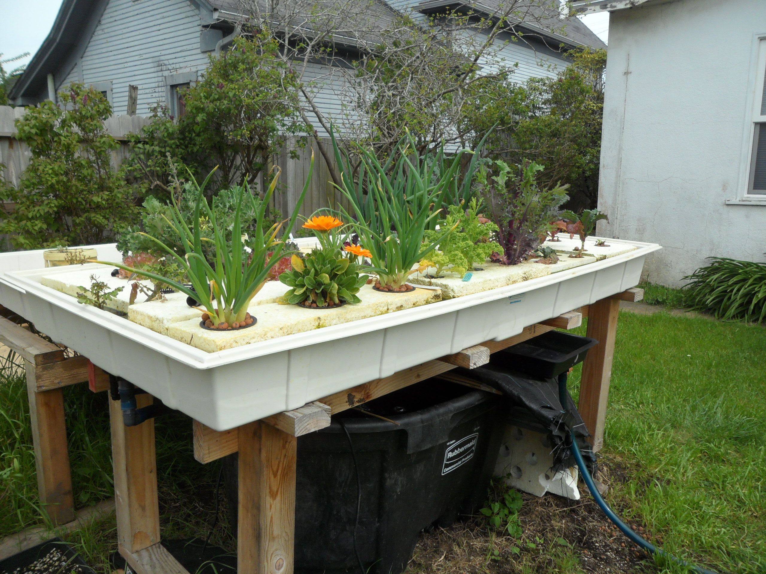 Backyard Aquaponics