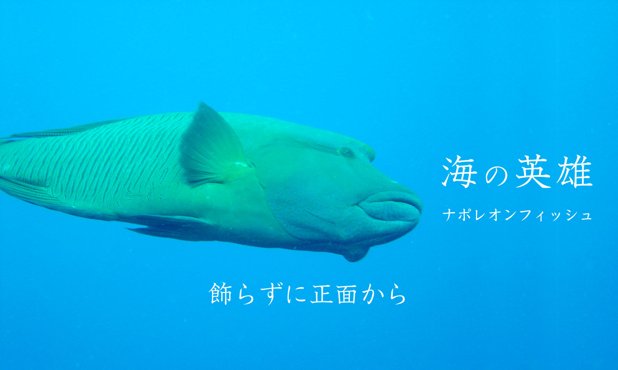株式会社ナポレオンフィッシュ 公式サイト