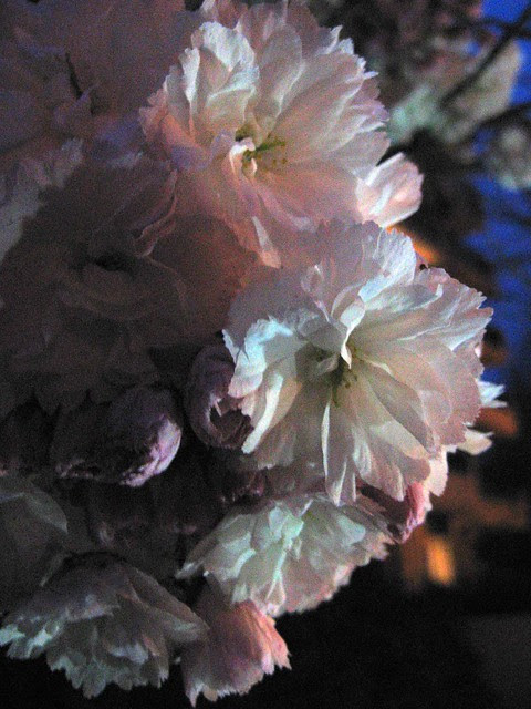 flowers at night